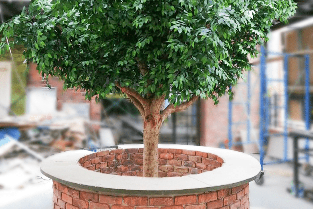 Planta réplica Jockey